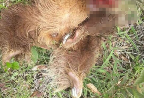 El oso perezoso asesinado en Caldas