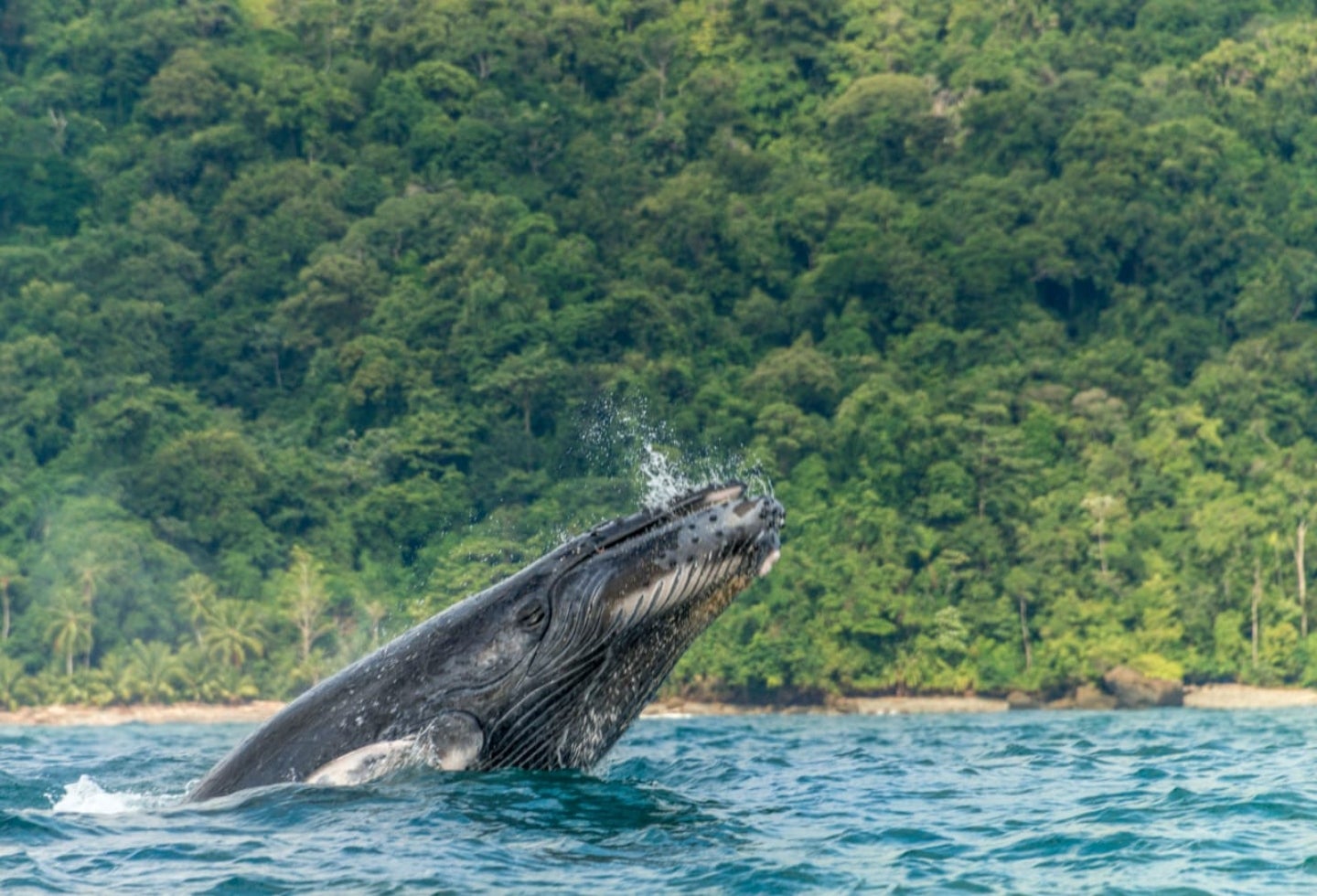 Avistamiento de ballenas