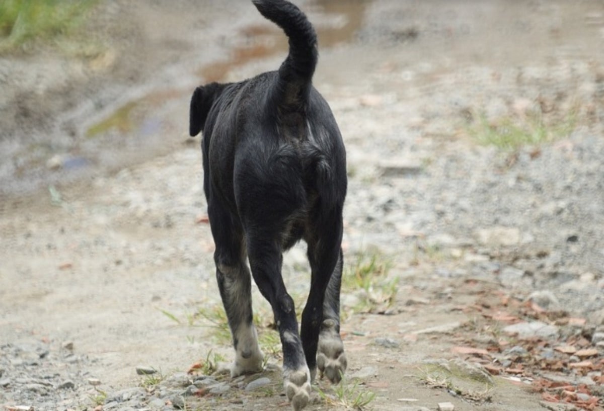 Perro