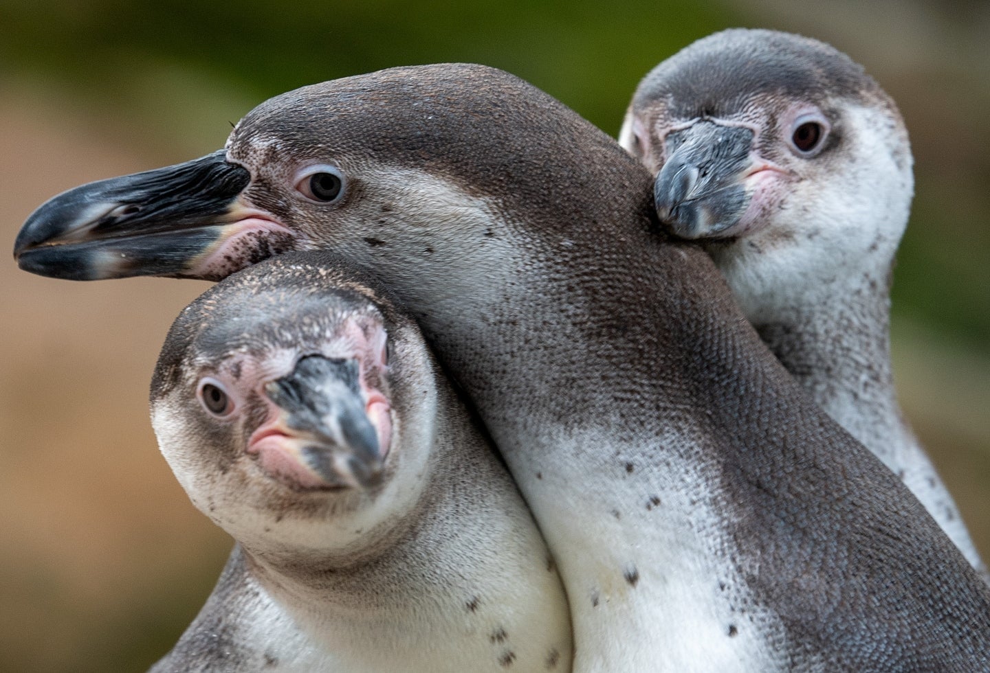 Pingüinos gay