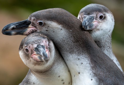 Pingüinos gay