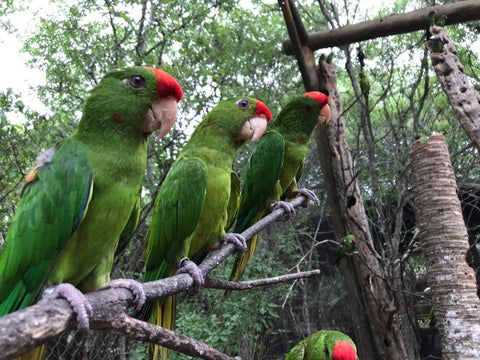 Rescate de aves silvestres