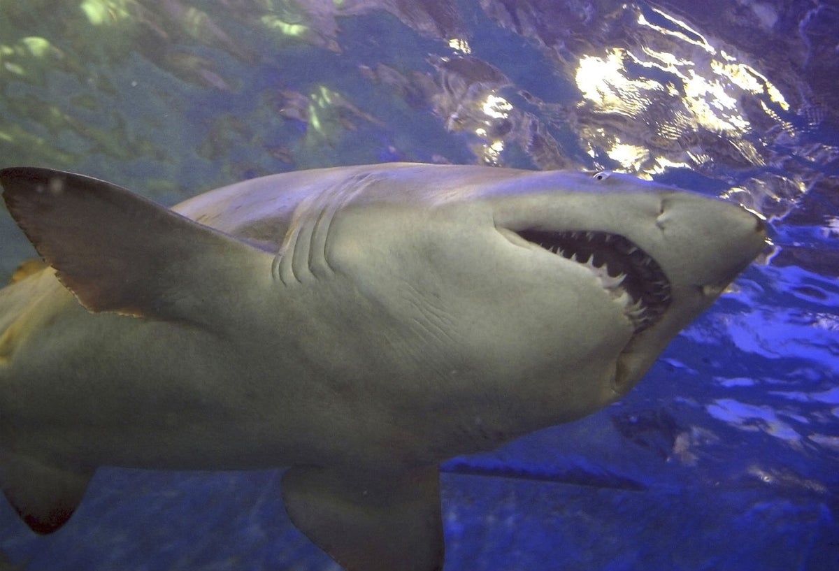 Ataque de tiburones