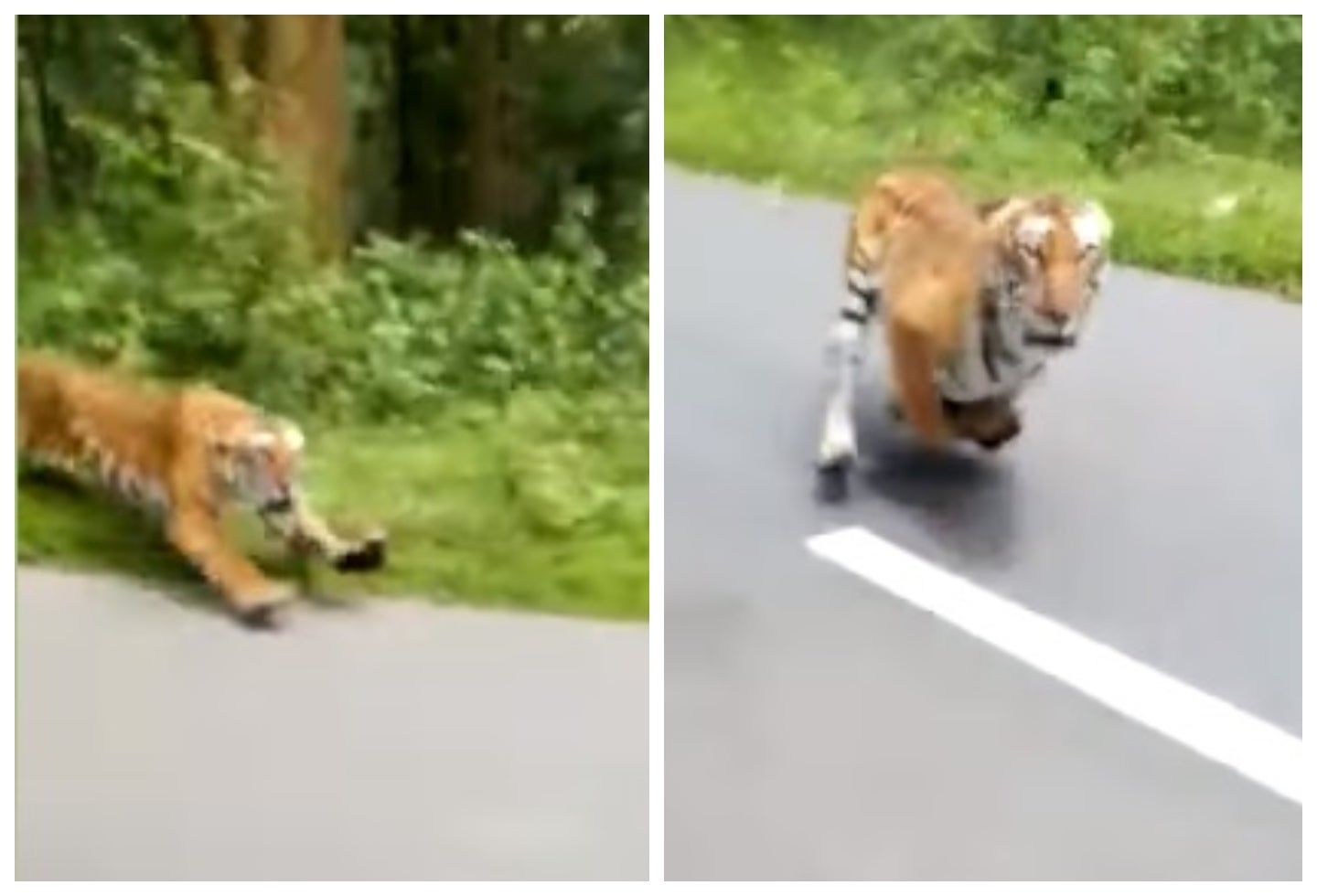 Reserva de wayanad-India
