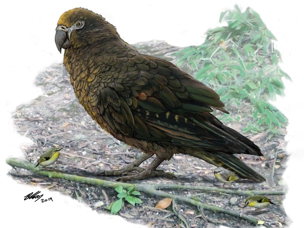 Loro gigante