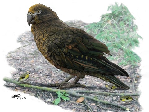 Loro gigante