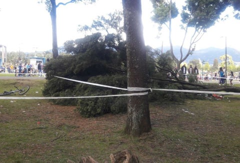 Caída de árbol en el Parque Simón Bolívar de Bogotá