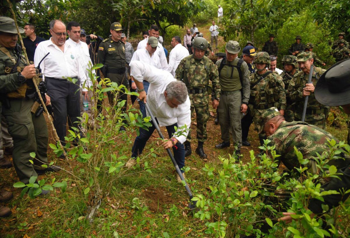 Duque erradicando cultivos ilícitos