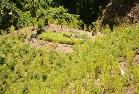 Cultivo de hoja de coca en Saamaná, Caldas, departamento del que se dijo que no había cultivos ilícitos.