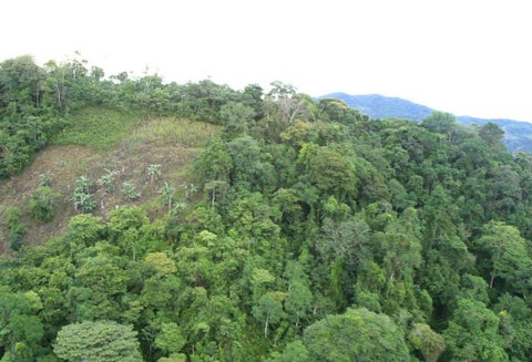 En el último año, la deforestación aumentó en un 23% en el país.