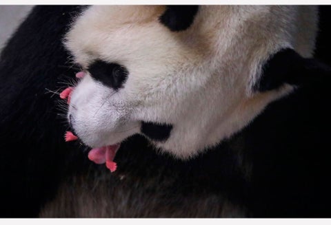 Provisionalmente fueron bautizados como "baby boy" y "baby girl" y pesaron 160 y 150 gramos, respectivamente.