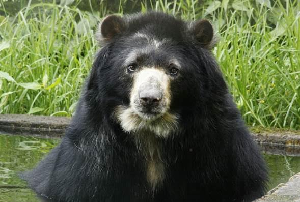 Oso Chucho