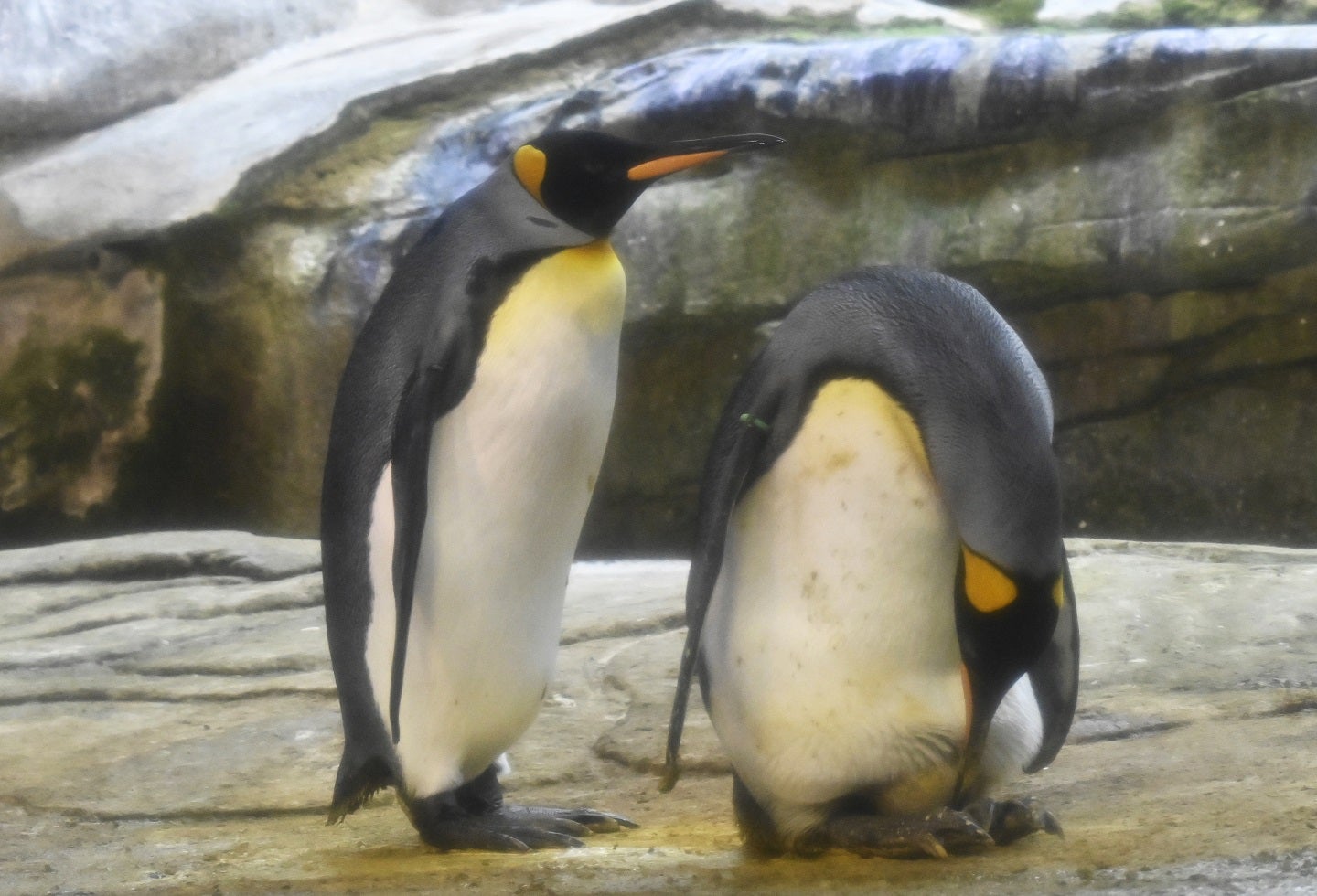 Pareja de pingüinos machos en Berlín.