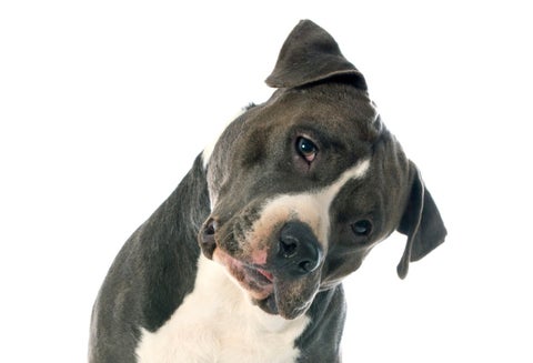 Perro pitbull. Imagen de ilustración