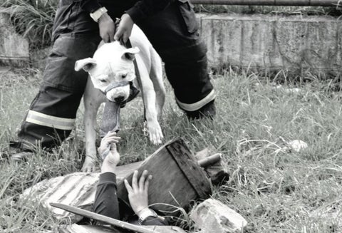 Así será recordado 'Max Zeus', el perro rescatista del grupo BRAE.