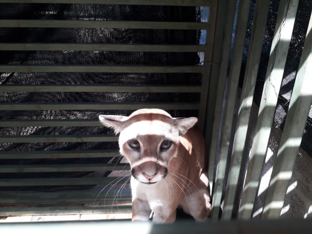 El puma fue capturado en zona rural de Montería.