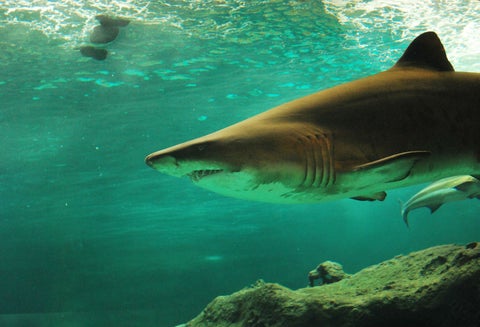 Ataques de tiburones se han incrementado en la Florida