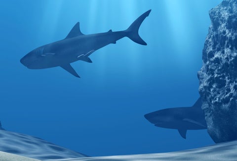 Tiburones