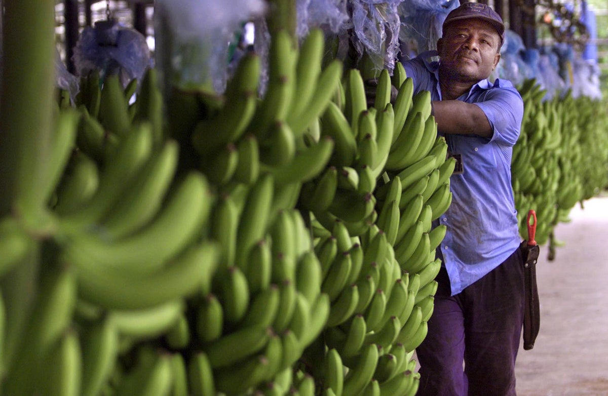 Plantaciones de banano en Colombia.