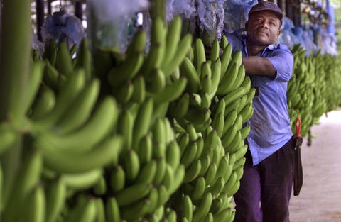 Plantaciones de banano en Colombia.