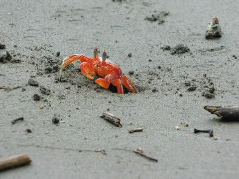 Cangrejo.