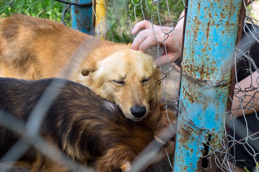 Perros - Adopción