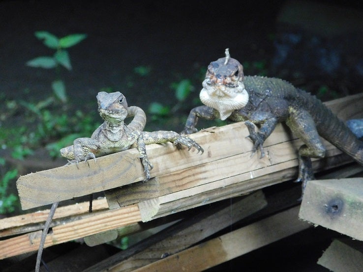 Animales silvestres en Chocó.