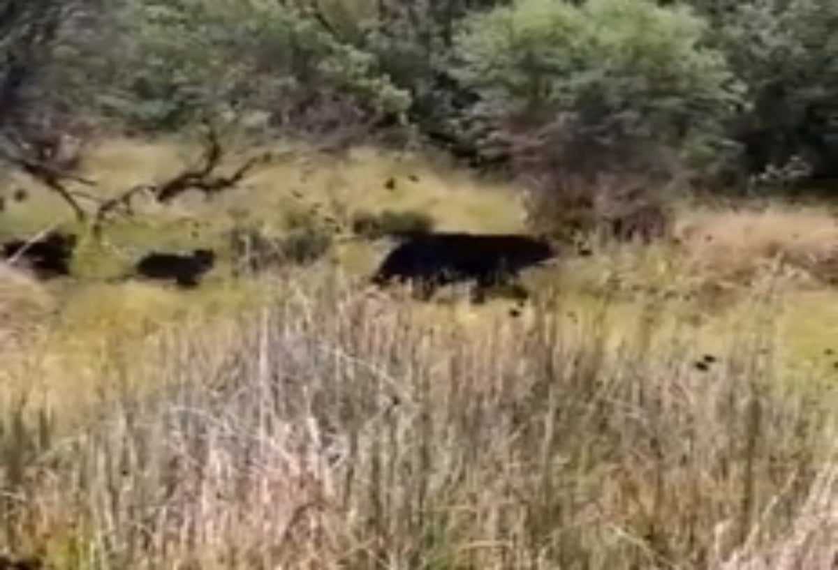 Oso de anteojos
