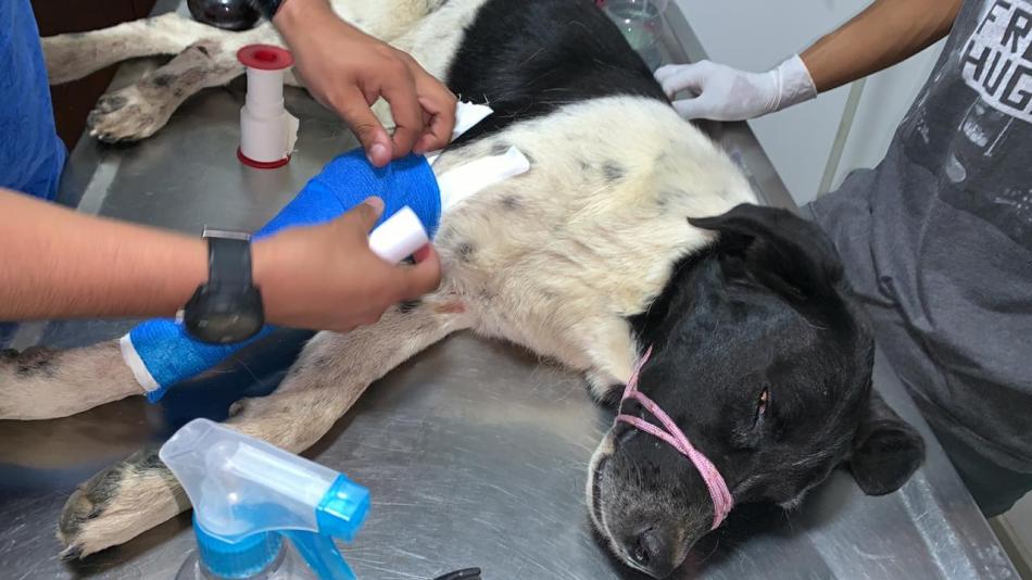 Cirugía canino para extraerle una bala en Sogamoso Boyacá