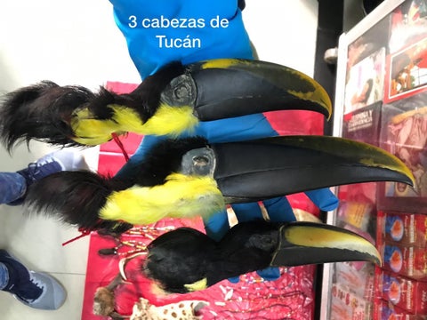 Animales sacrificados para elaborar productos de brujería en Bogotá