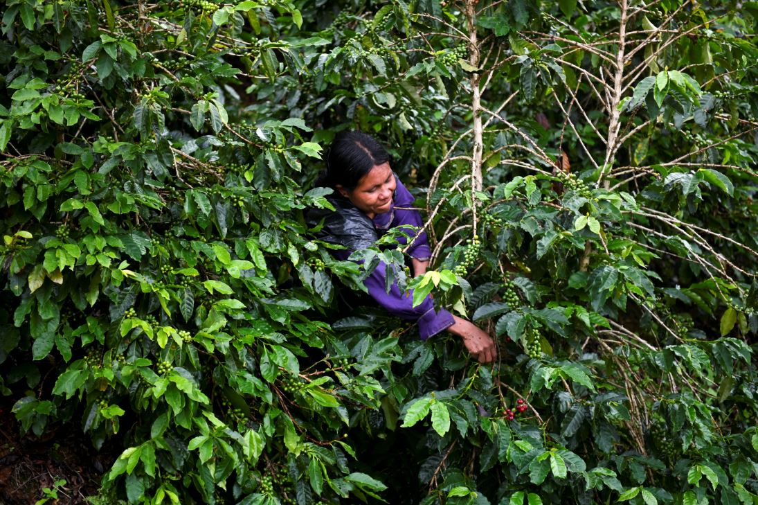 Una mujer cosecha café