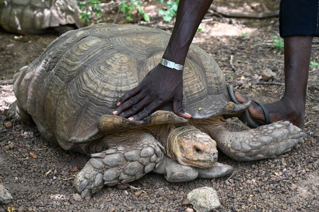 Tortuga