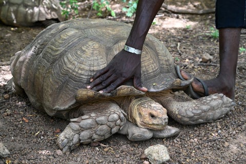 Tortuga