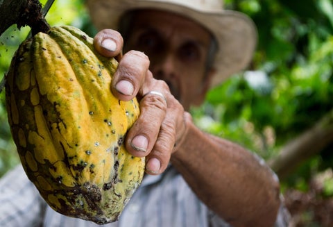 Cacao