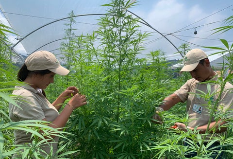 Personas trabajando con cannabis medicinal en el Eje Cafetero