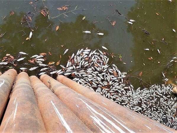 Pescadores en Barrancabermeja, Santander, denunciaron esta emergencia que se está presentando por contaminación en la fuente hídrica.