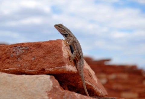 Salamanquesa