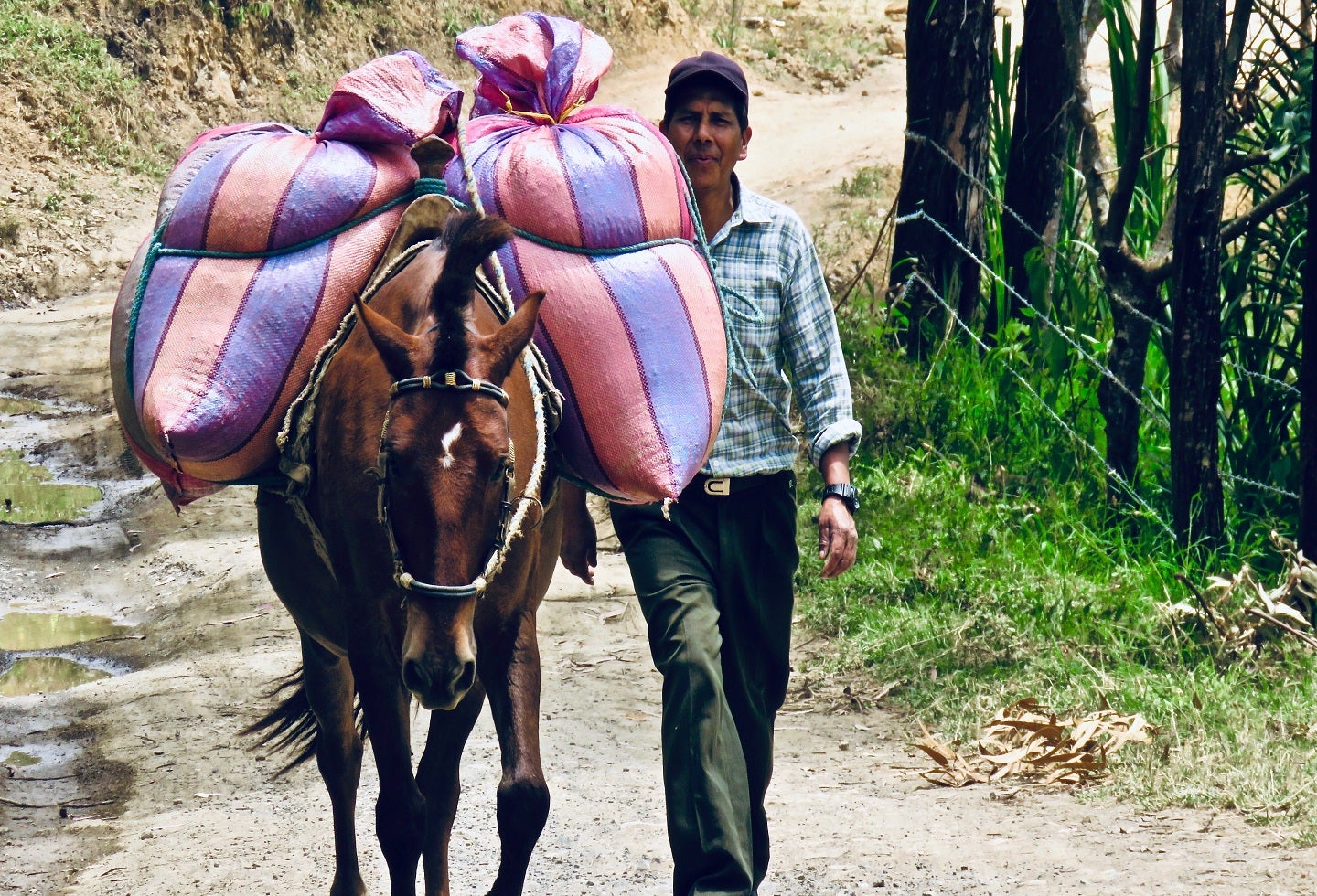 Caficultores Tierradentro