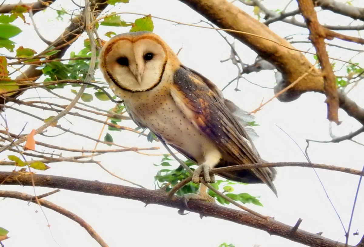 Una lechuza fue asesinada a golpes por una mujer que pensaba que era una bruja