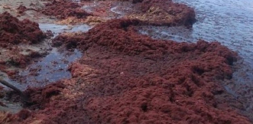 Playa teñida de rojo