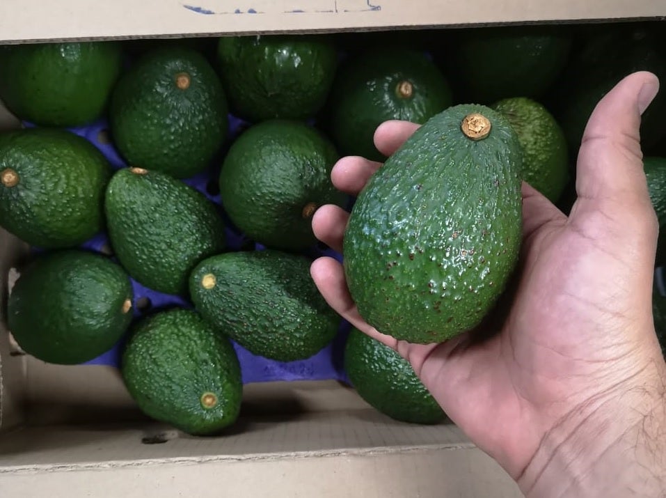 Aguacate Hass