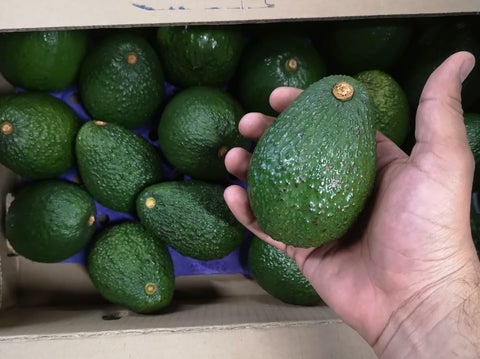 Aguacate Hass