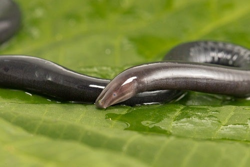 "Culebra ciega".