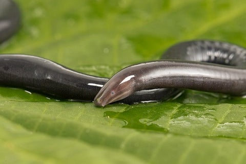 "Culebra ciega".