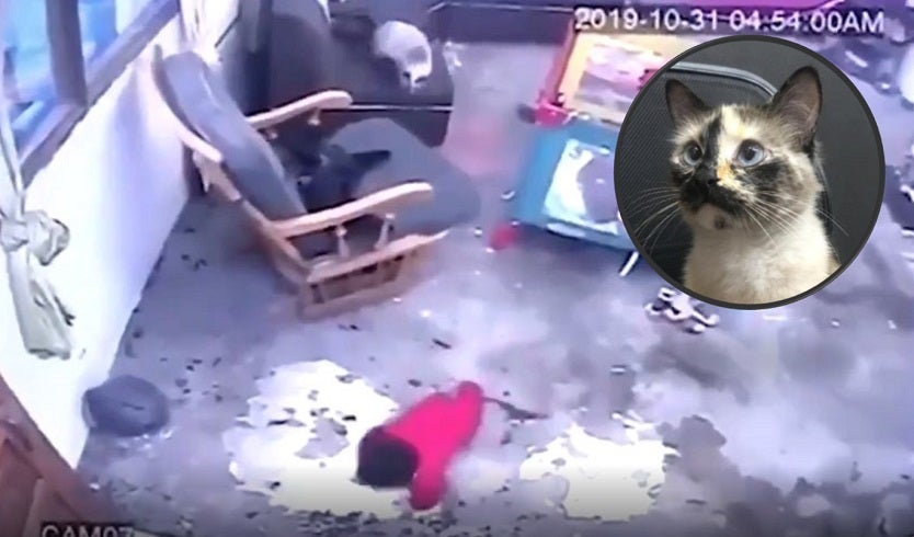 Una gata salvó la vida de un bebé