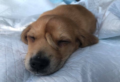 Adopción