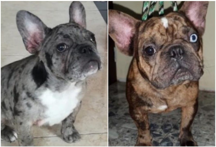 Bulldog francés hurtados
