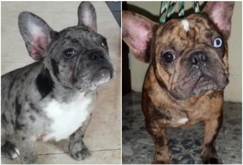 Bulldog francés hurtados