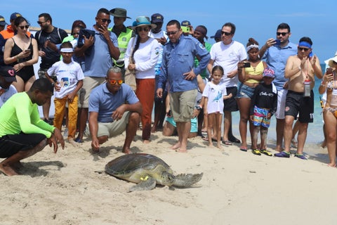 Entre los especímenes liberados está una tortuga tipo Verde y 88 tipo Carey, 63 de ellas recién nacidas.