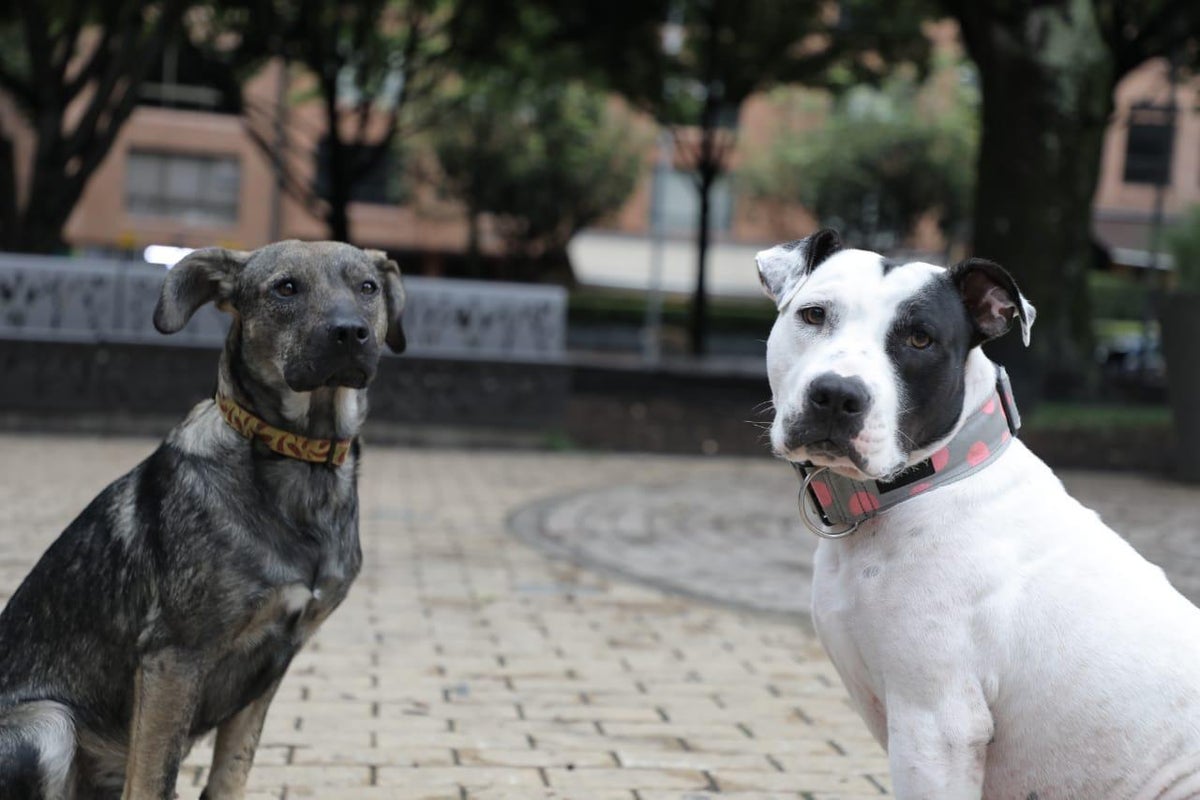 Mascotas.